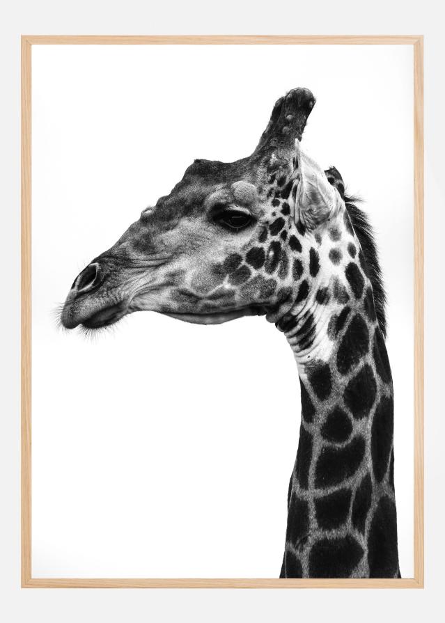 Super Safari No1 Póster