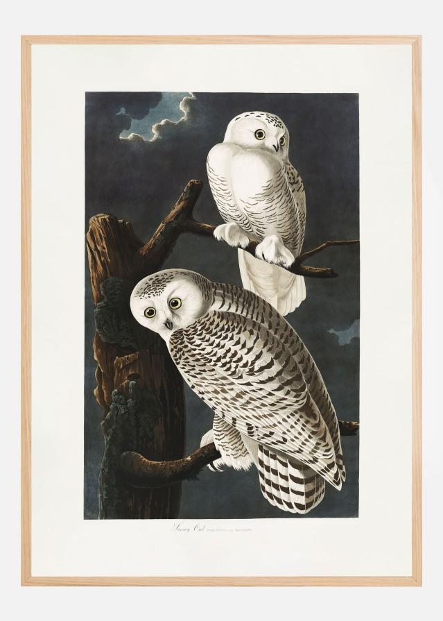 Snowy Owl From Birds of America (1827) Póster