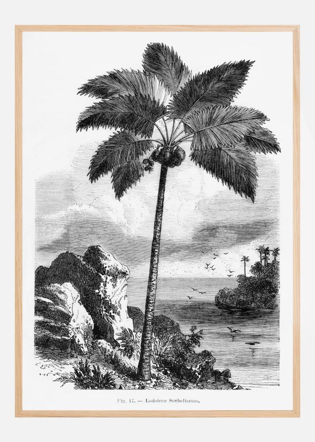 Vintage Palm Tree Drawing I Póster