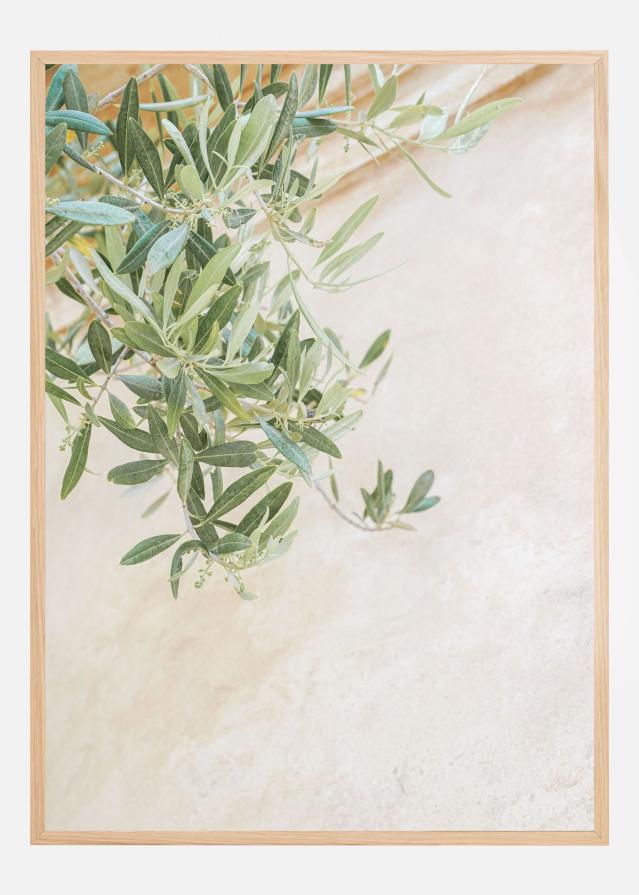 Olive Tree Leaves Póster