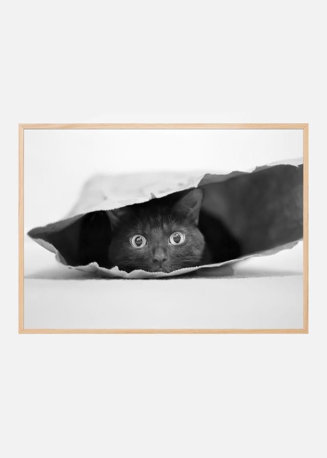 Cat in a bag Póster