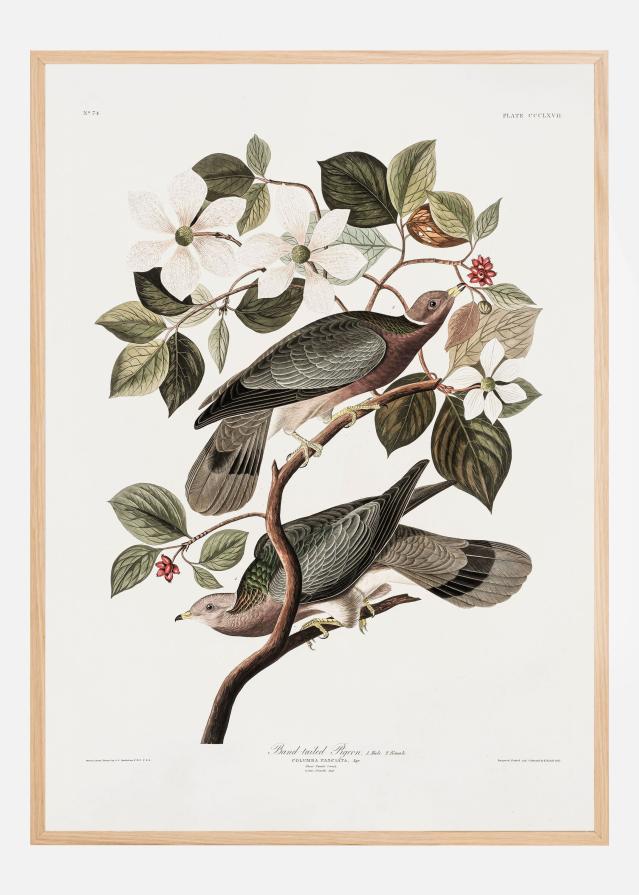 Brand Tailed Pigeon From Birds Of America (1827) Póster