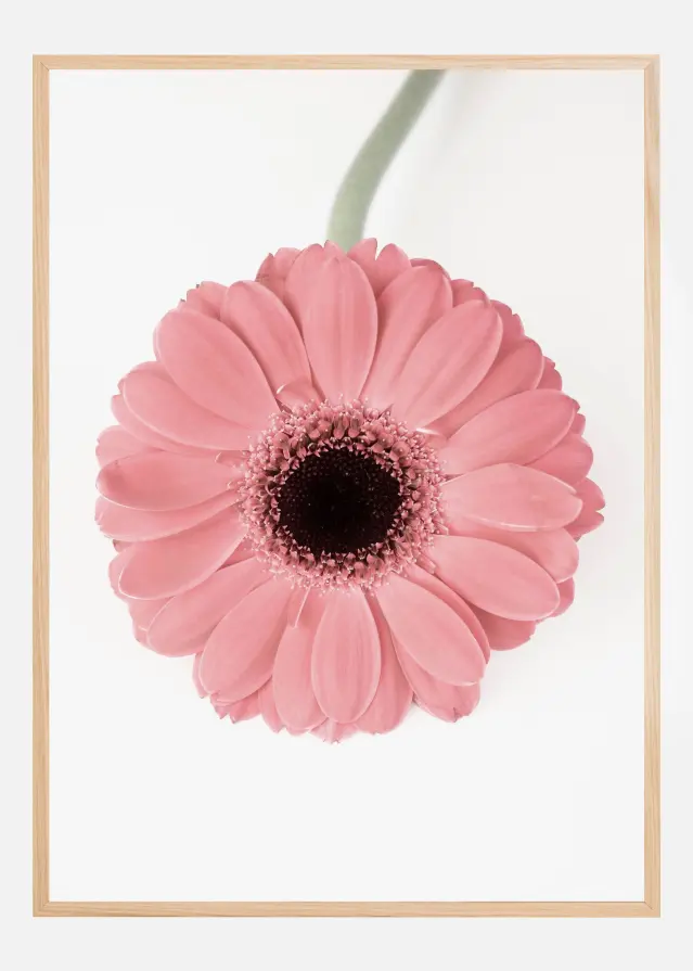 Pink Gerbera II Póster