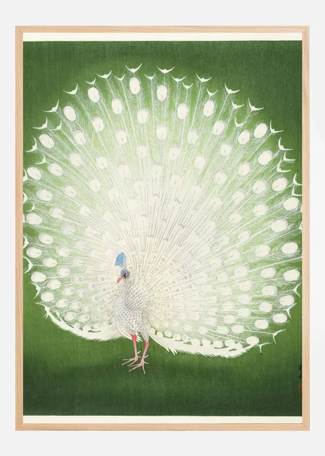 Peacock Póster