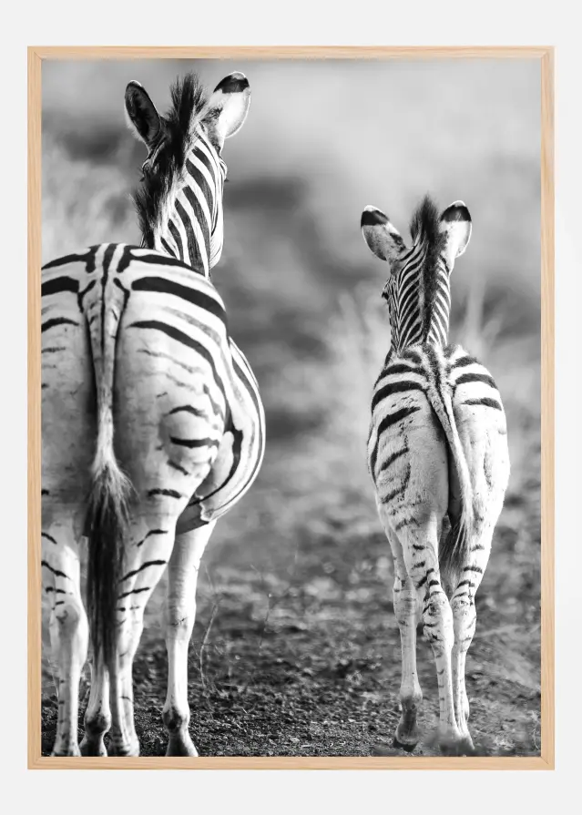 Striped Horse Back Side Póster