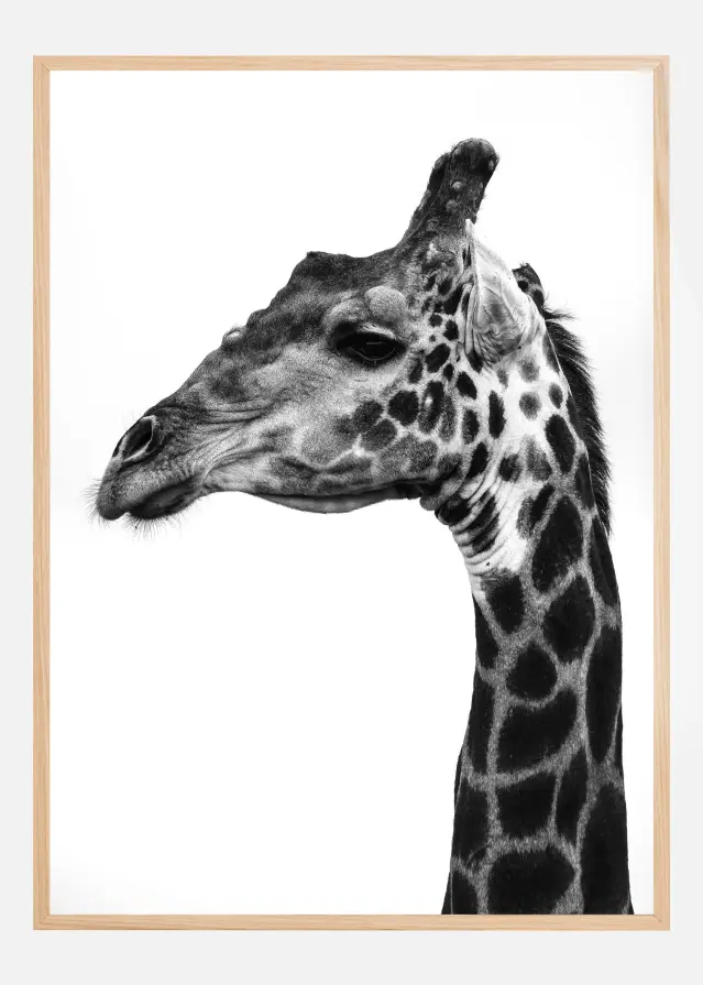 Super Safari No1 Póster