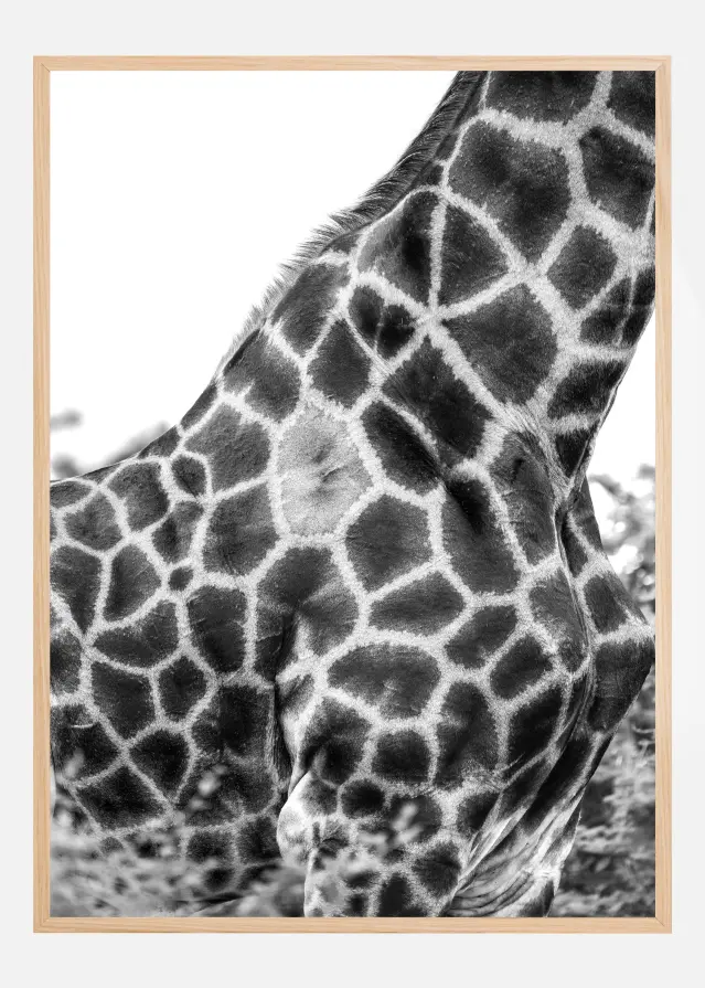 Super Safari No3 Póster