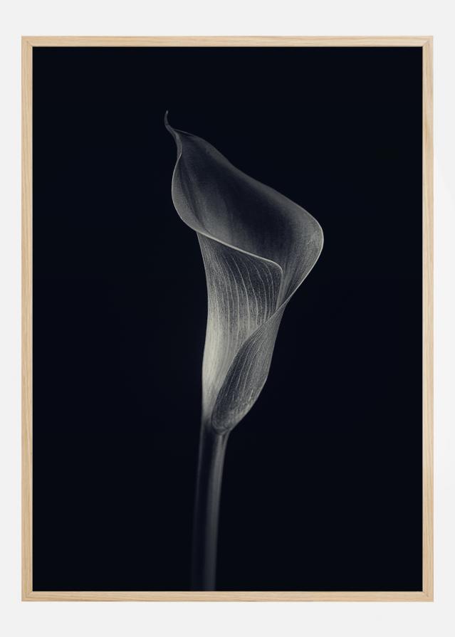 Calla Lily Póster