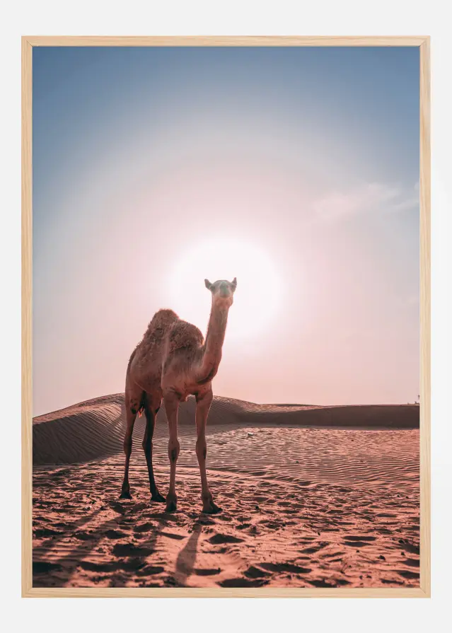 Camel Póster