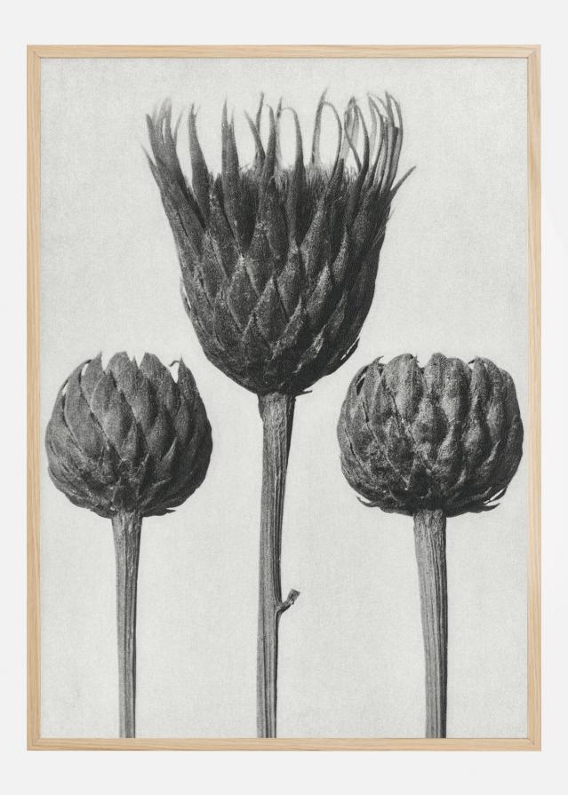 Grey Flower IV Póster