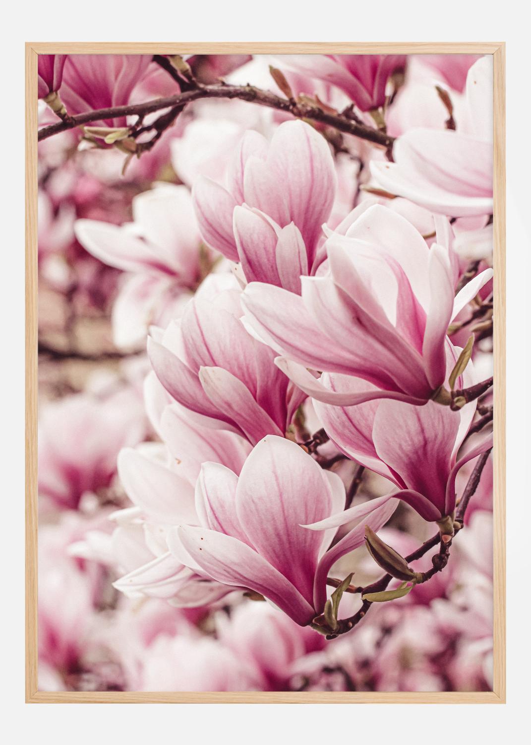 Product Image for Magnolia Tree Póster (21x29.7 cm (A4))
