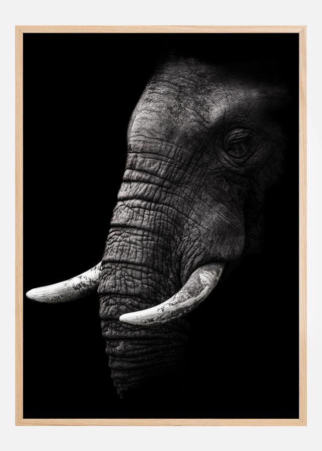 Portrait Elephant Póster