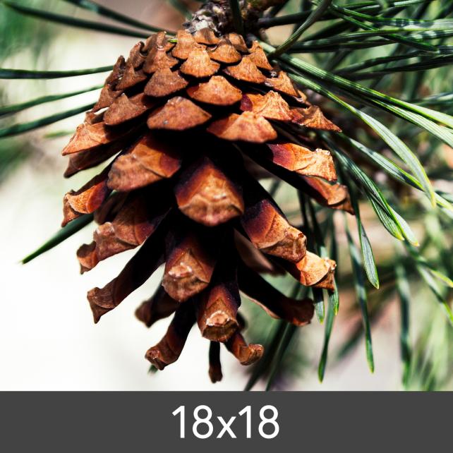 Ampliación FineArt Bamboo 290 g