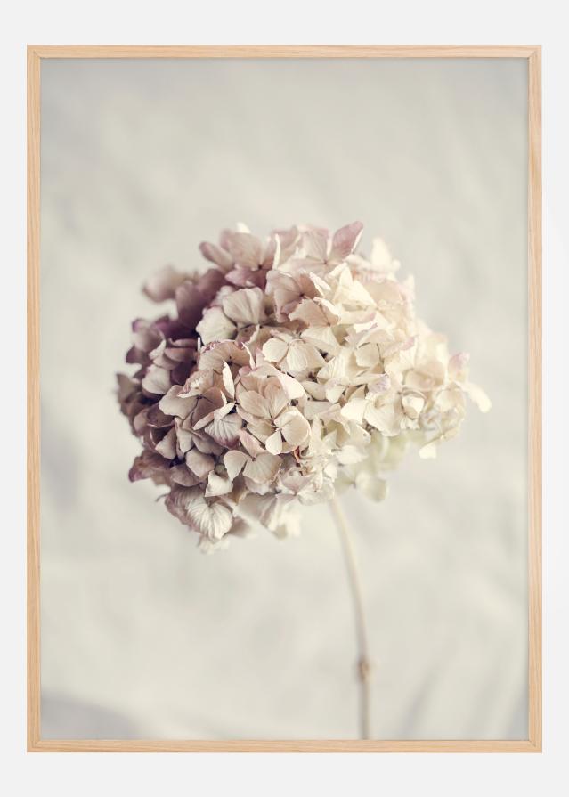 Dried Hydrangea Póster