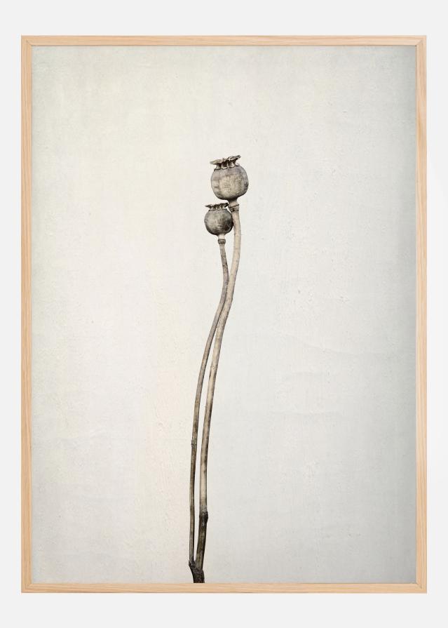 Two Old Poppies Póster