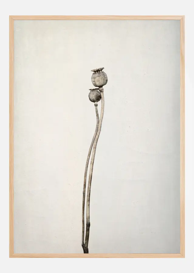 Two Old Poppies Póster