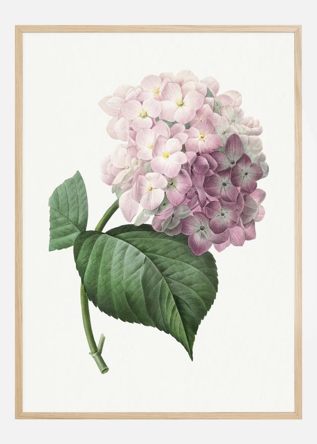 Hydrangea Macrophylla Póster