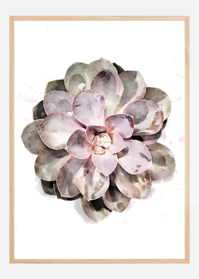 Succulent Póster