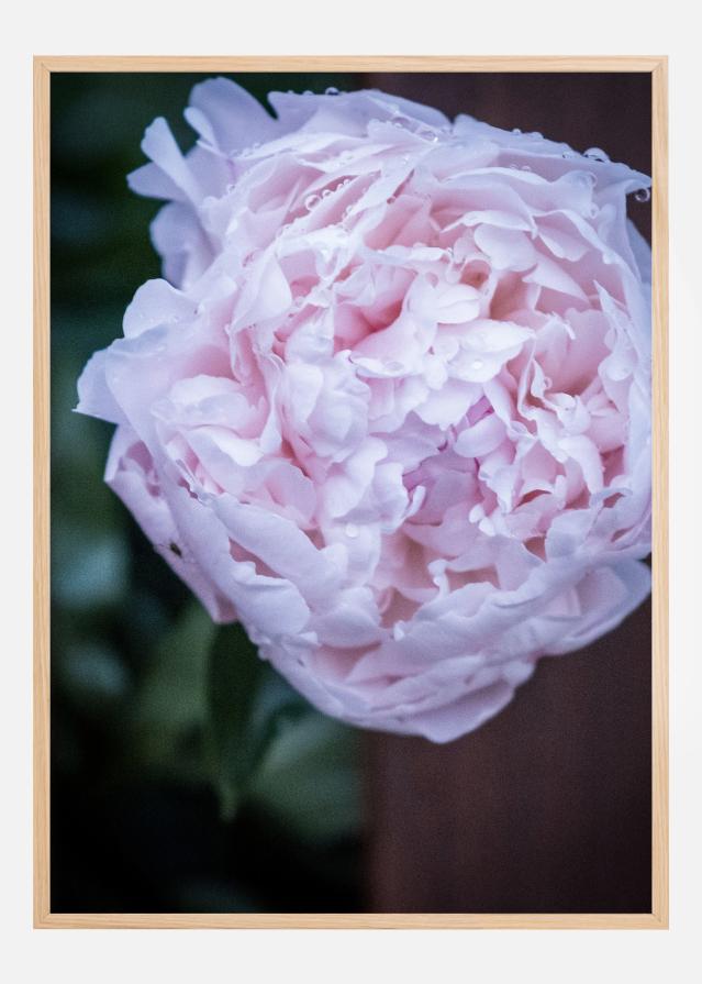 Peony I Póster