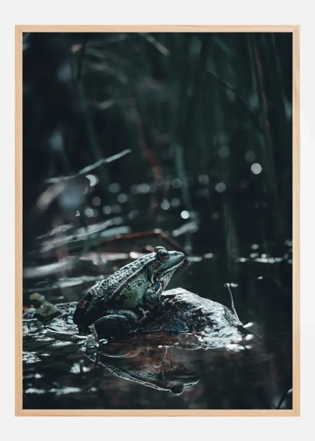 Frog Póster