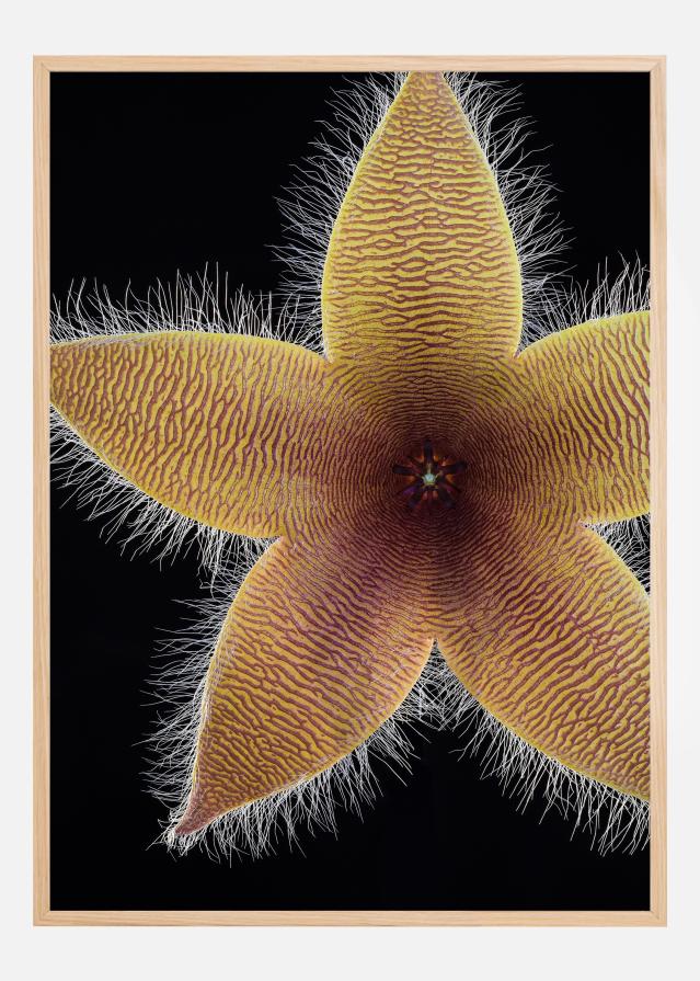 Stapelia grandiflora Póster