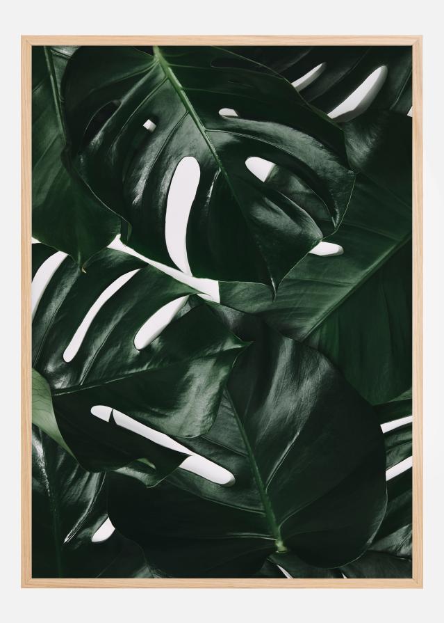 Monstera Plant I Póster