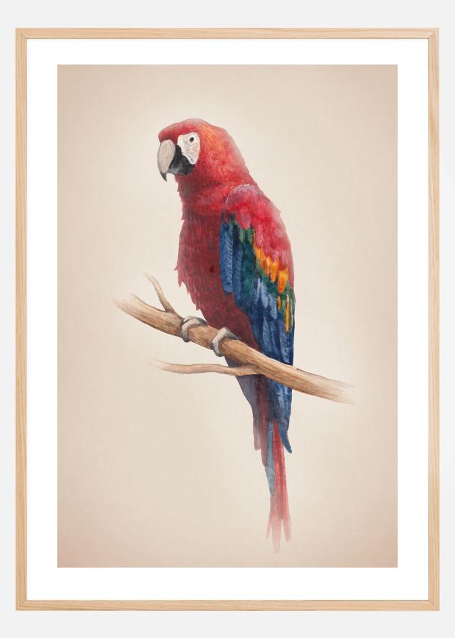 Tropical Parrot Póster