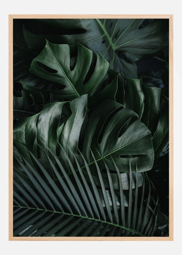 Monstera Plant II Póster