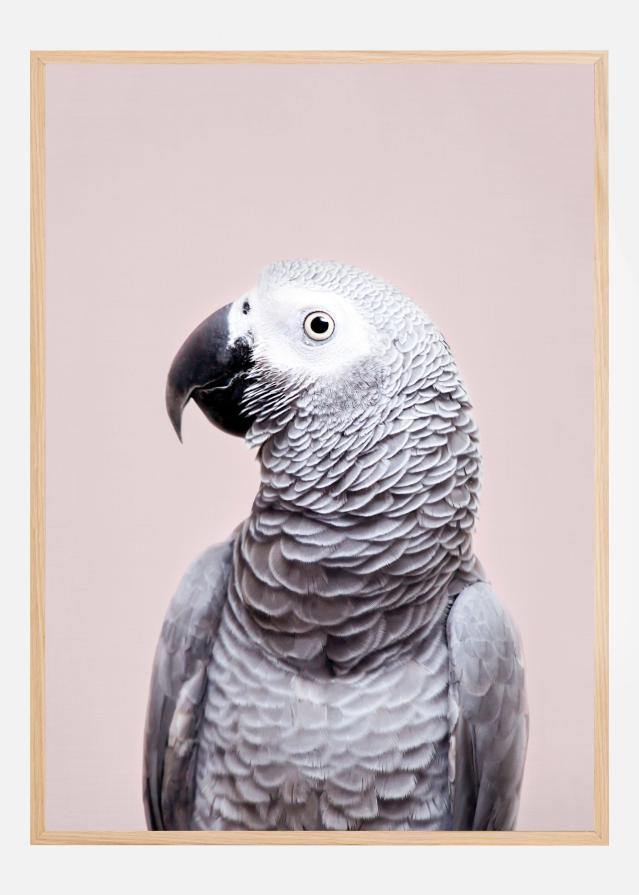 African Grey Póster
