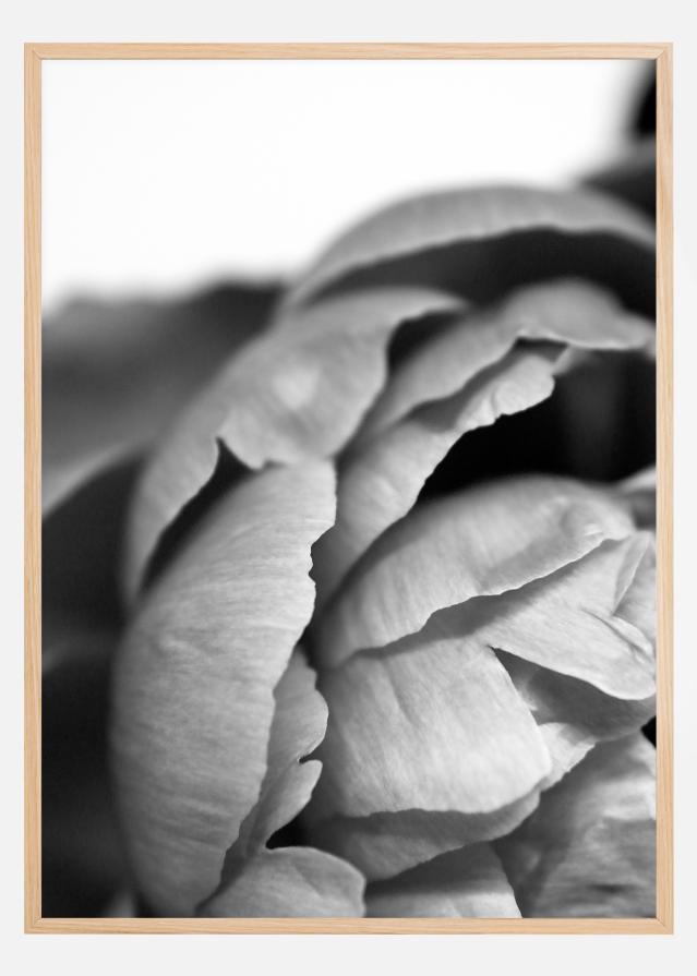Peony B&W Póster