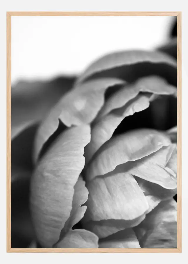Peony B&W Póster