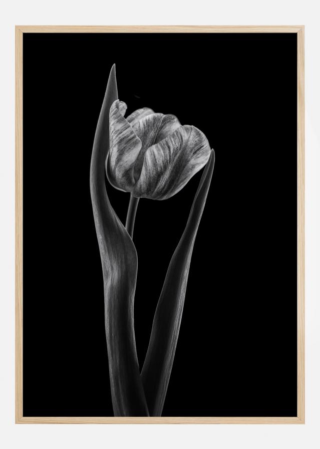 Rembrandt Tulip Póster
