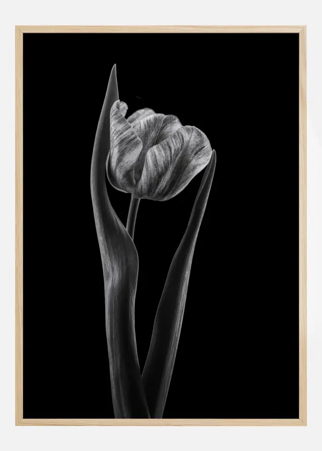 Rembrandt Tulip Póster