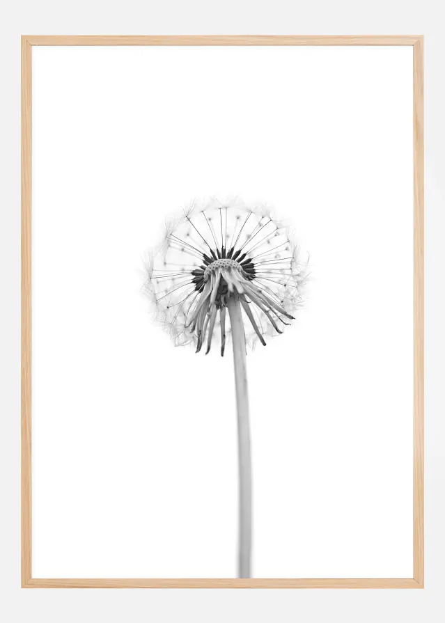 Dandelion Póster