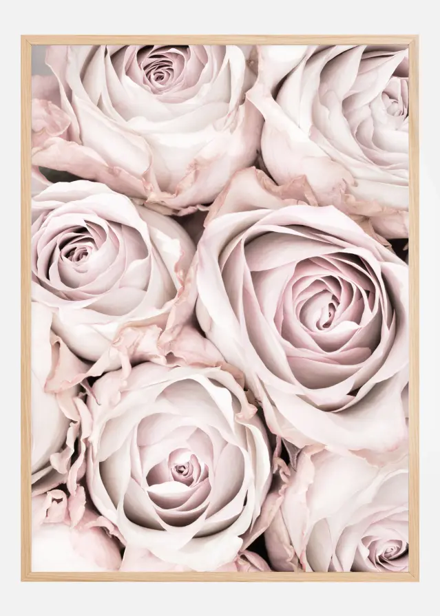 Pink Roses Póster