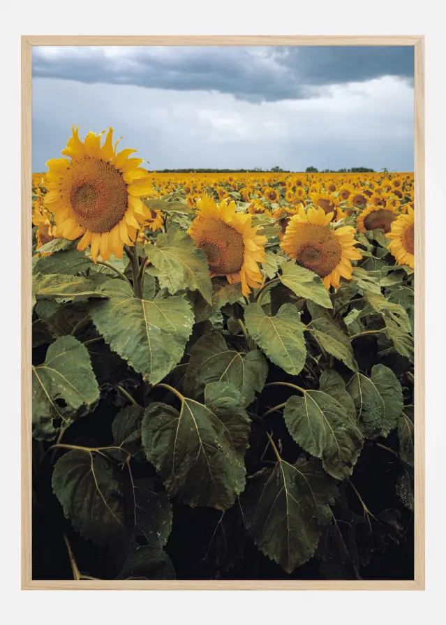 Sunflowers Póster
