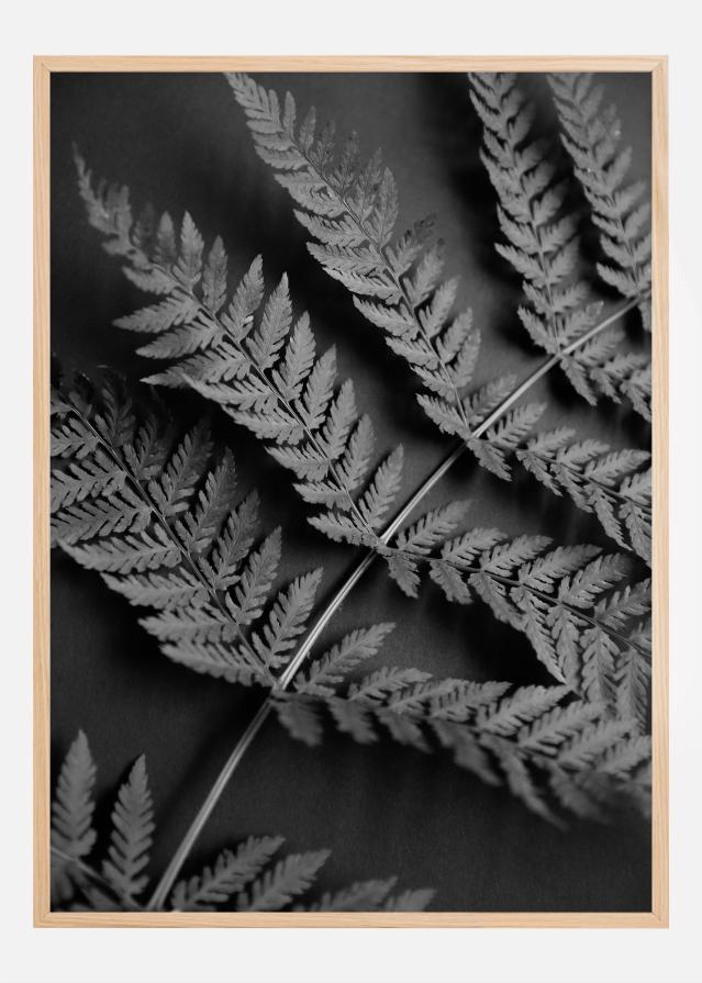 Black Fern Póster