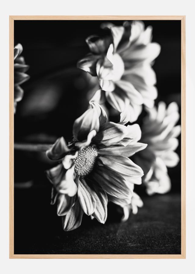 Black and White Flowers Póster