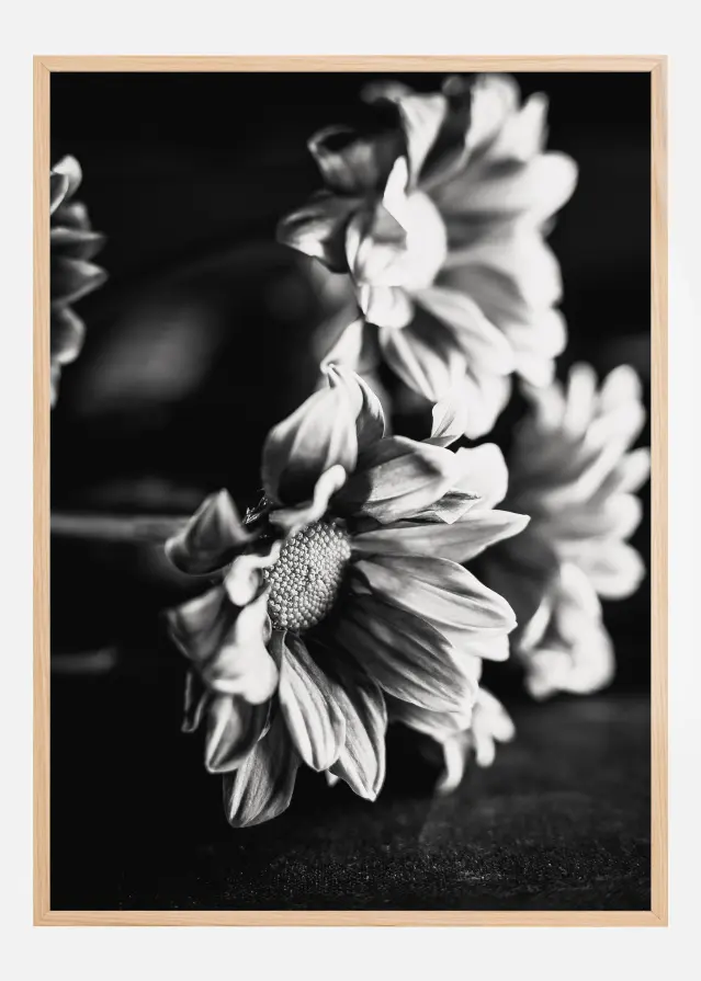 Black and White Flowers Póster