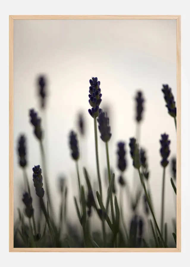 Swaying Fields Póster