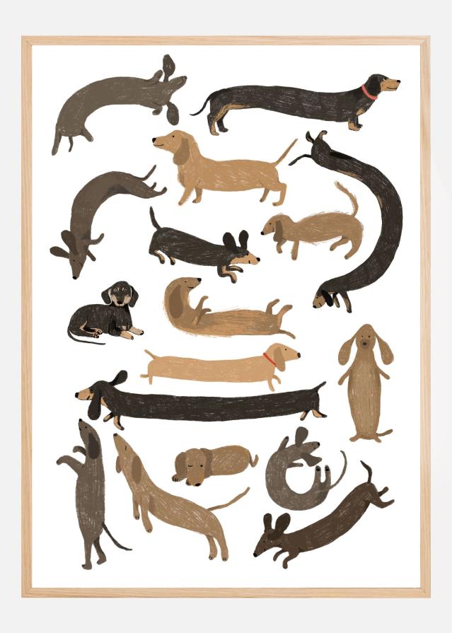 Dachshund Print Póster